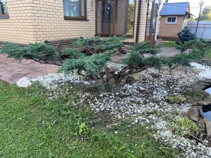 Композиция из можжевельников у пруда